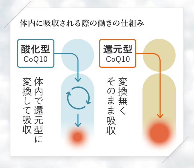 ＜図1：体内に吸収される際の「コエンザイムQ10」の働きの仕組み＞