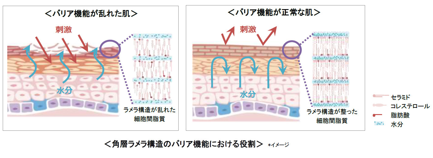 免疫と骨の健康に関わるタンパク質「RANKL」が
皮膚のバリア機能及び保湿機能を強化することを発見　
第6回日本骨免疫学会にて発表