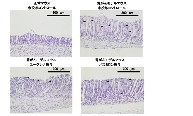 ユーグレナおよびその成分であるパラミロンの胃がんモデルマウスの初期病変に対する効果