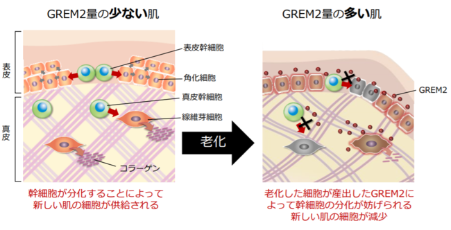 GREM2による皮膚の老化促進イメージ