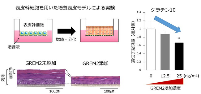 図２ GREM2は表皮幹細胞の分化を抑制する