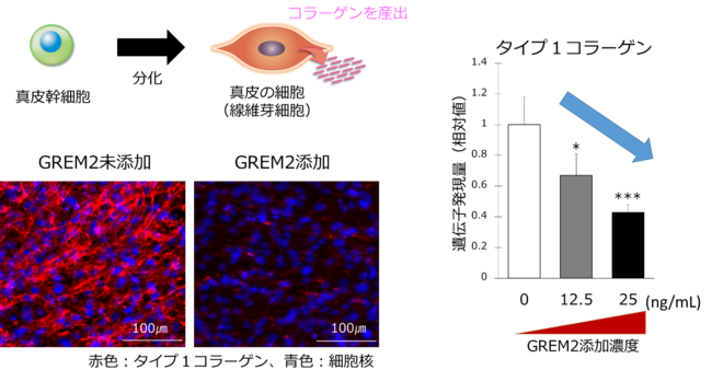 図３ GREM2は真皮幹細胞の分化を抑制する
