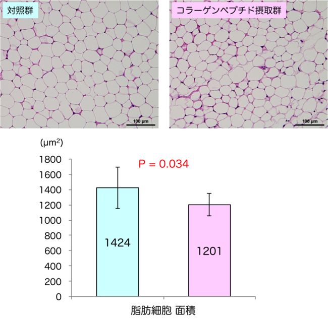 図2：コラーゲンペプチド摂取による脂肪細胞サイズの縮小