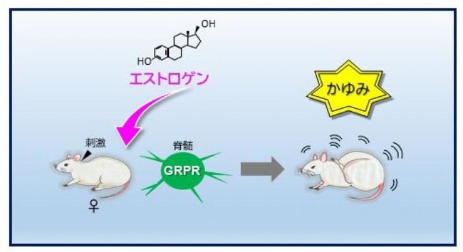 図1：エストロゲンが脊髄のガストリン放出ペプチド受容体(GRPR)発現神経を介して、「かゆみ」を強める。