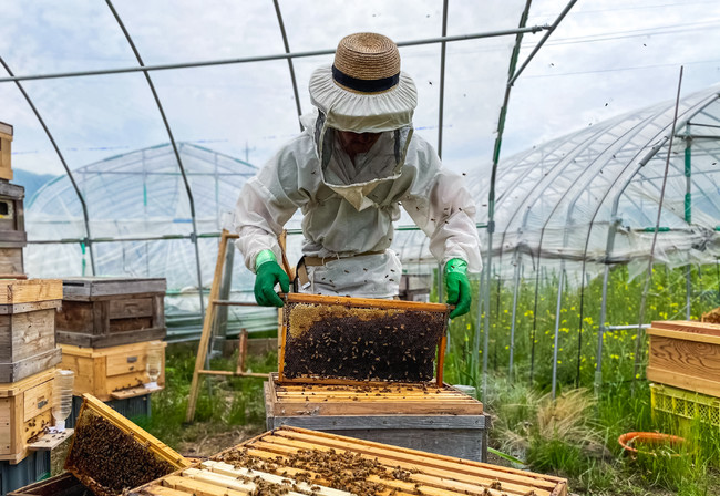 「御自愛」がパートナーを組む日本の自然養蜂家の採蜜風景