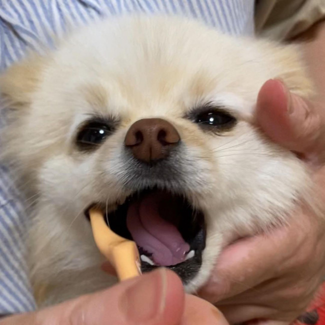クラウドファンディング「Makuake」で6,270本販売。支援者665名に達した、愛犬愛猫のお口に優しい歯ブラシ「オーラバイオブラシ」新発売！