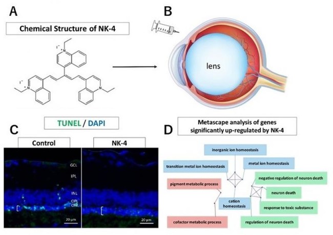 A. NK-4の化学構造　　B. ラット眼球へのNK-4硝子体内注射　　C. 対照（control）ではアポトーシス死細胞（緑）が多いが、NK-4注入眼では死細胞がない　　D. NK-4投与で活性化される代謝経路