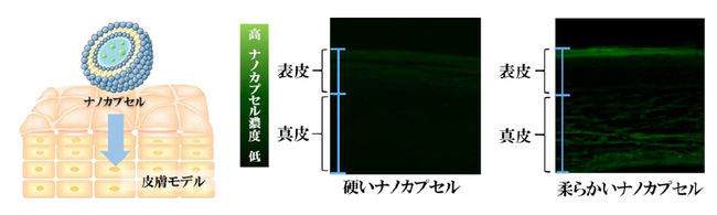 図1 浸透性評価のイメージ図と皮膚モデル断面を比較した顕微鏡写真