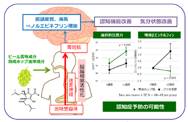 図：「熟成ホップ」に含まれるビール苦味成分による認知機能および気分状態改善