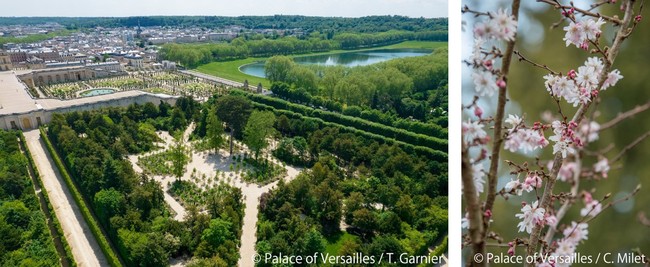   ヴェルサイユ宮殿　女王の樹林　　　　　　　　　　　　　　　　　　　　　　　　　　　桜の植樹