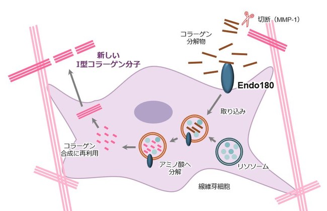 皮膚老化の原因に新知見！　コラーゲン再構築に関与する「Endo180」の重要性を解明　丸善製薬