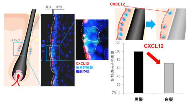 図２　CXCL12による色素幹細胞の維持