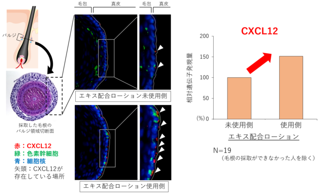 図４　トリュフエキスと超熟紅参エキスによるCXCL12の生成促進効果