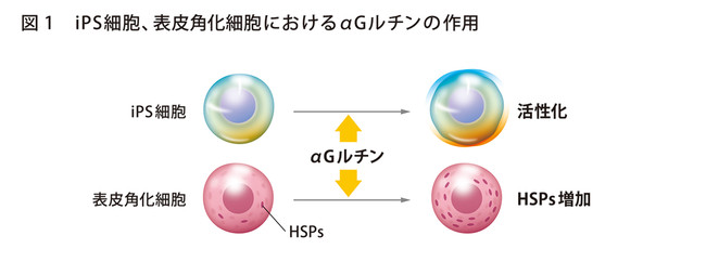 α-グルコシルルチンがヒトiPS細胞を活性化する作用機序を解明幹細胞の機能解明や化粧品へのさらなる応用へ期待