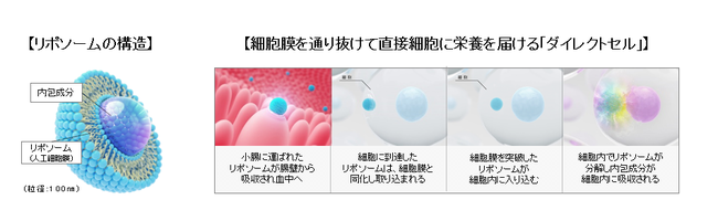 【新商品発売のお知らせ】日本製リポソームがついに誕生！栄養成分の吸収を高める“飲む点滴サプリメント”「クリニエンス リポソームサプリメント」新発売！