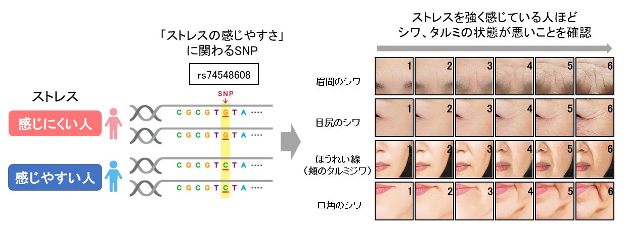 日本メナード化粧品、1200人のDNA解析により「ストレスの感じやすさ」に関わるDNAの特徴を発見！ストレスを感じやすい人は顔のシワ、タルミの状態が悪い傾向に