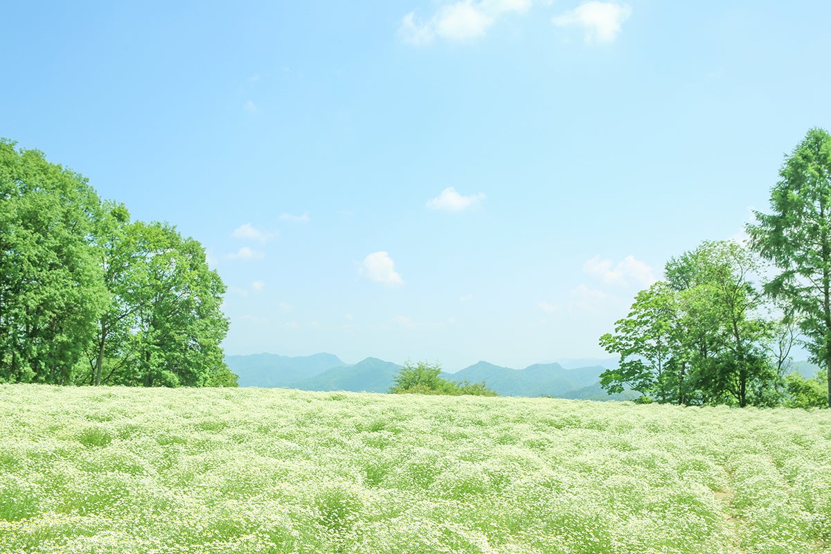 13万本のカモミールが咲き誇る。6月4日（土）～5日（日）長野県安曇野「カミツレの里」で花まつりを開催。無料刈り取りイベントも。