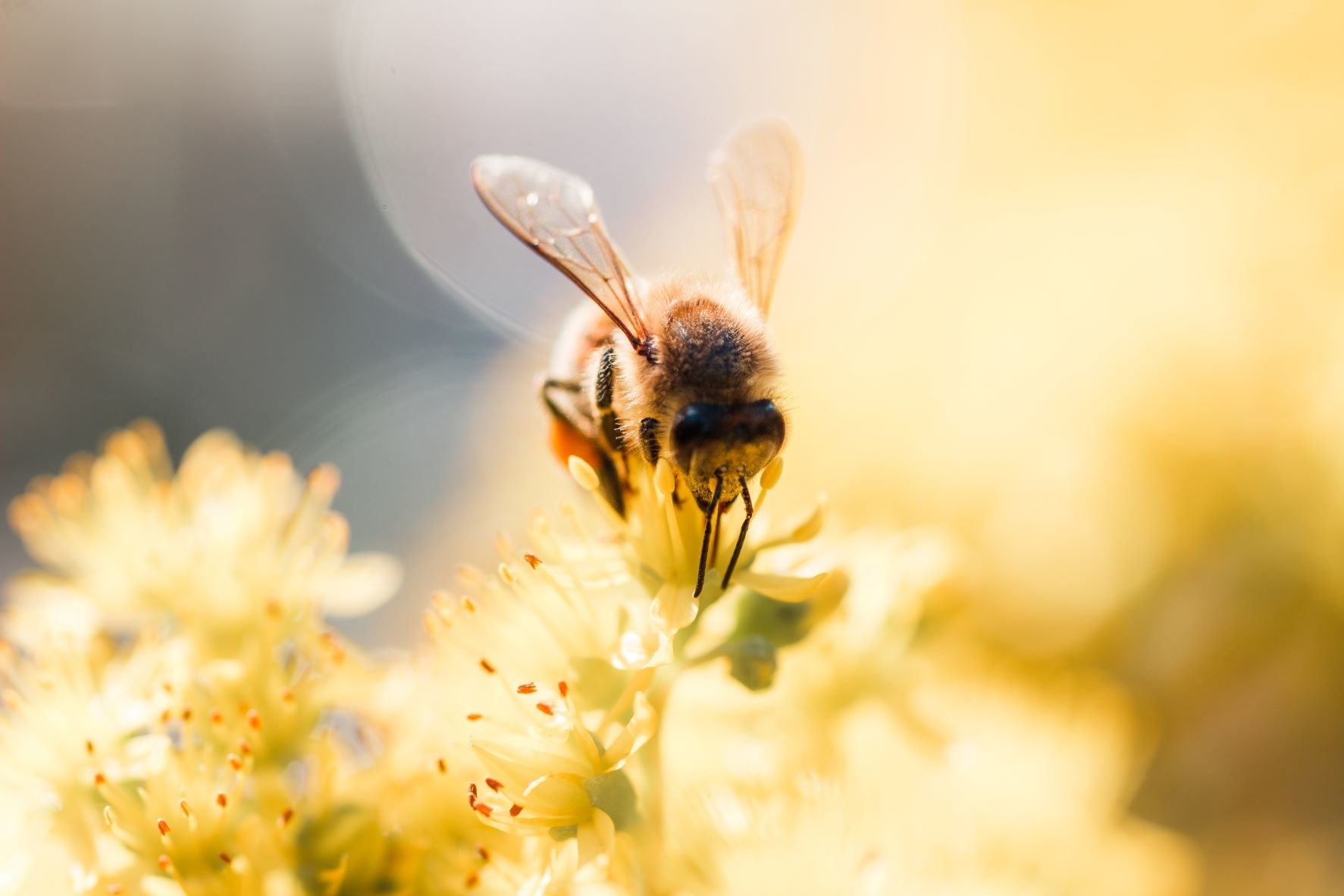 ゲラン、5月20日「世界ミツバチの日」に世界的寄付活動を実施