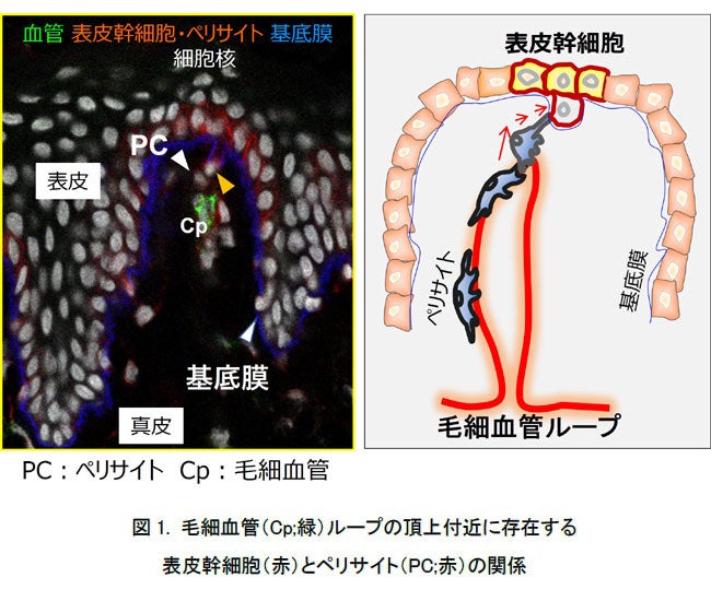 ルナルナ×オムロンヘルスケア「国際生理の日」特別企画！基礎体温に関する意識調査