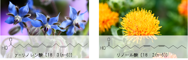 ω-6脂肪酸を規格化した安定性の高い粉末素材
　「ボラージ油パウダー10E」と
「紅花油パウダー30E」の販売を開始