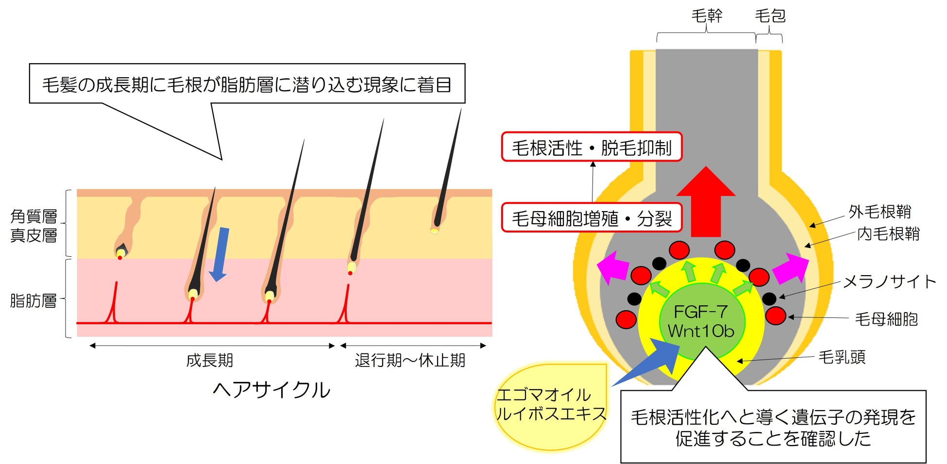 ＜限定100個＞大切な人への贈り物に！
高級オリーブオイルを堪能できるギフトセットが
2月15日(水)10時より先行予約開始！