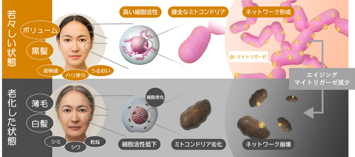 【ファンケル】2月16日 数量限定発売　 「マイルドクレンジングオイル ＜ＳＤＧｓをあたりまえに＞」／「ピュアモイスト泡洗顔料 ＜ＳＤＧｓをあたりまえに＞」