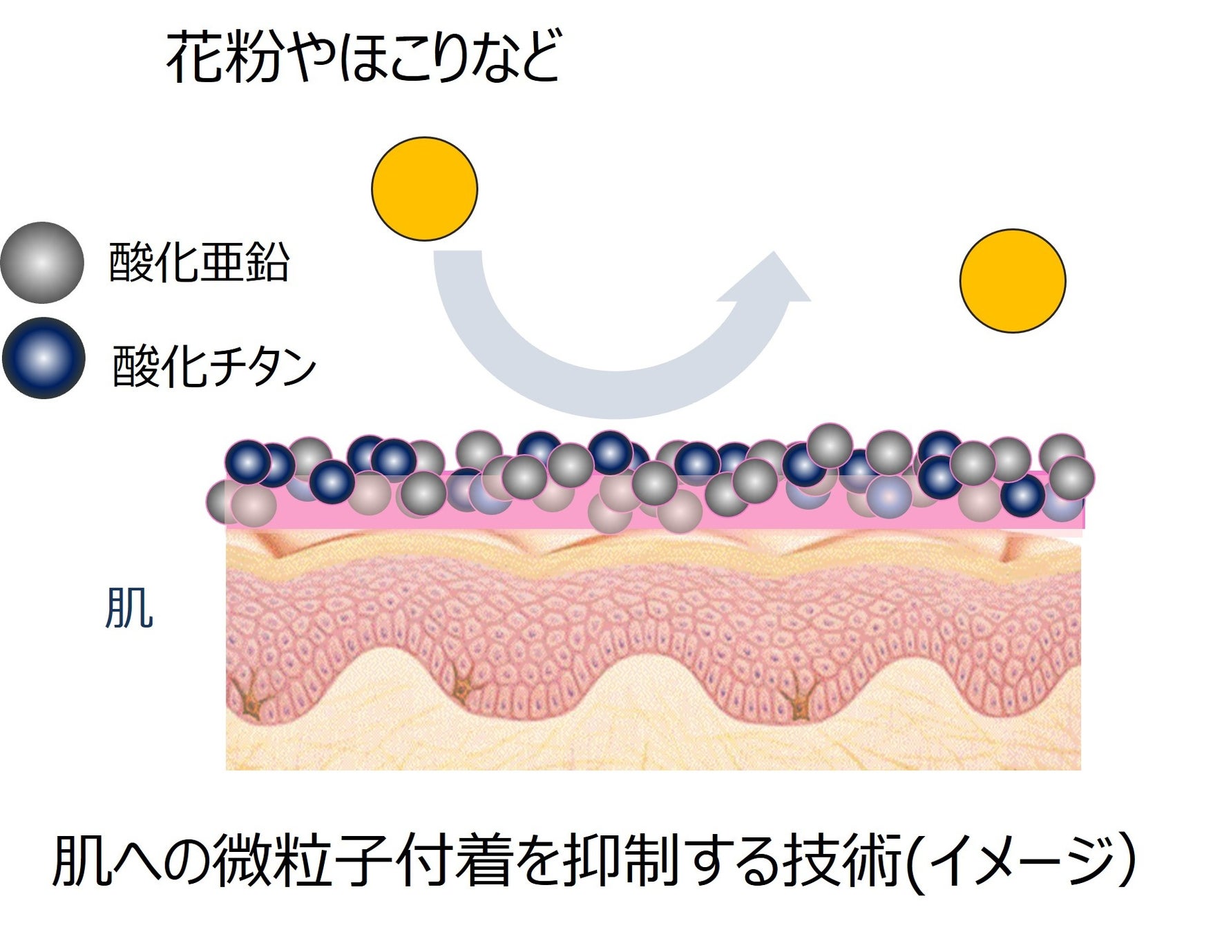 ほこり・花粉などの微粒子の付着を防ぐことの肌への影響を確認～肌への接触刺激の過敏さについての検討～