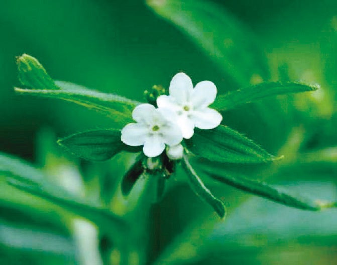 都心の芝生広場で仕事帰りや隙間時間を有効活用してリフレッシュ　虎ノ門ヒルズ「オーバル広場オープンパーク」を展開