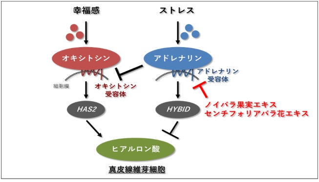 まるで透明のドレス・・・ブライトニング&肌荒れケアもできるアーバンUV登場