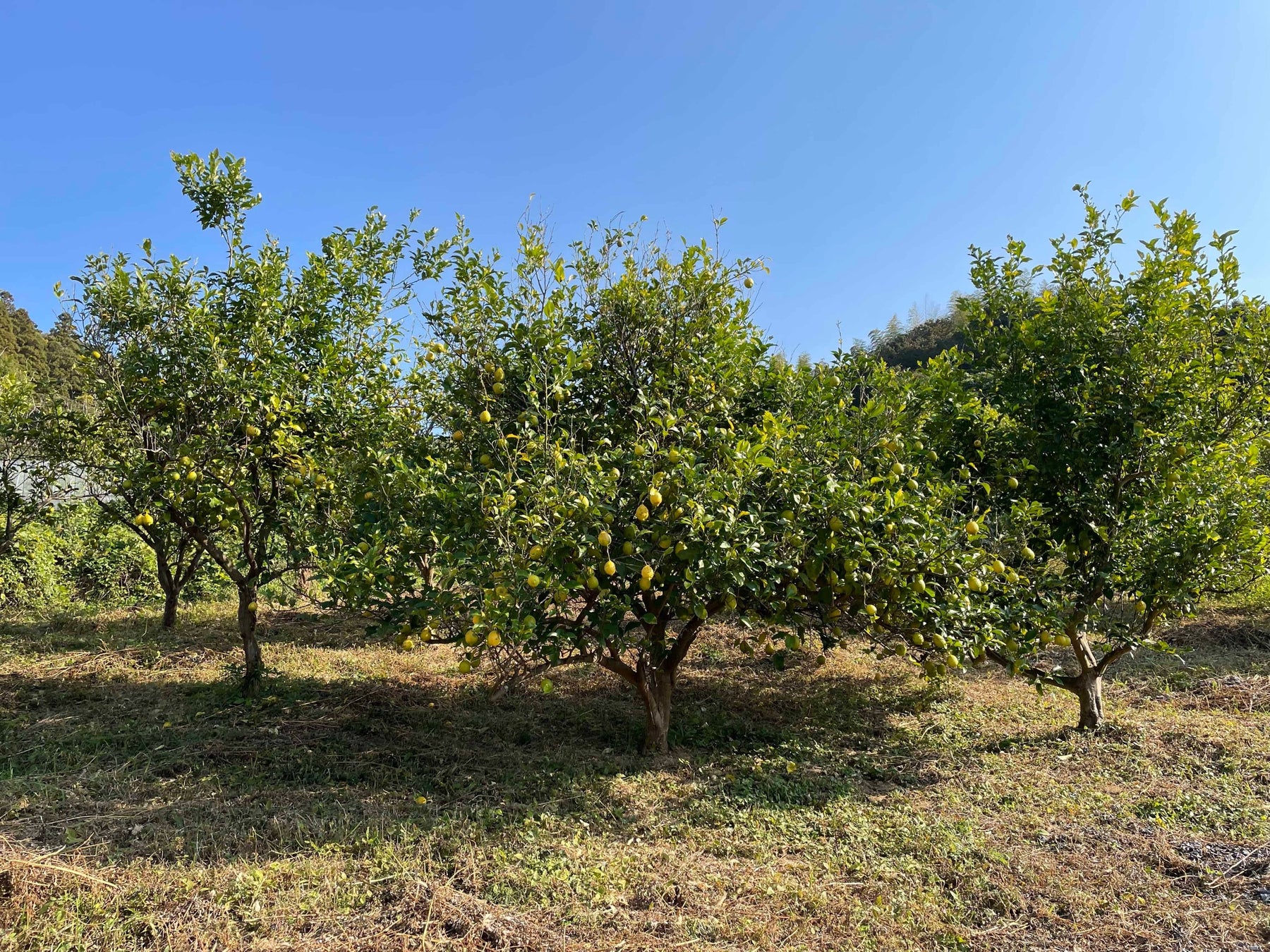 【F organics(エッフェオーガニック)】“落とす”だけなく、“うるおいを与える”ジェル処方のボディスクラブが数量限定にて登場！