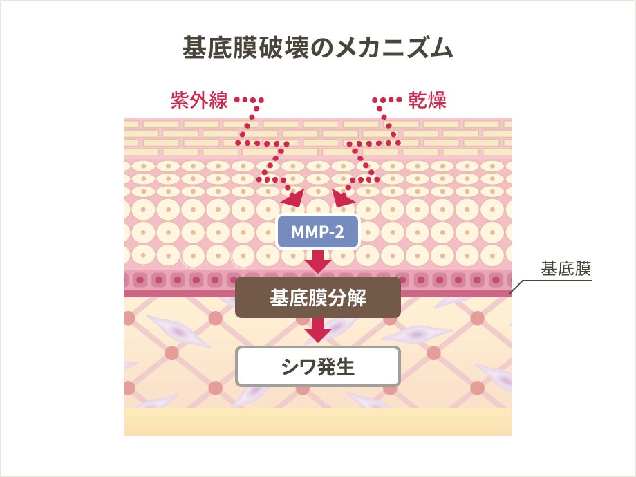 株式会社リサ・サーナは、株式会社ヒューマノーム研究所、第一三共株式会社と、がんサバイバーが主体的につくる研究基盤構築に関する共同研究契約を締結しました。