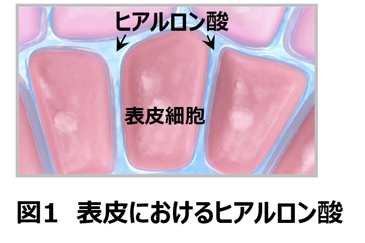 待望の新フレーバー！大人気国内製造EAA(必須アミノ酸)に『ラムネ味』が新登場！|Naturecan Fitness (ネイチャーカンフィットネス)
