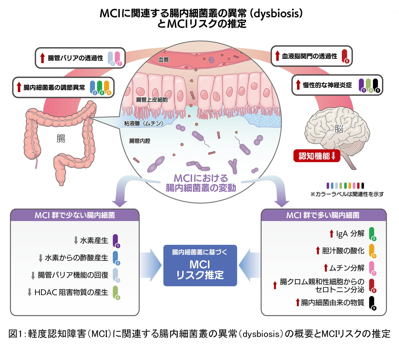 「ルミナコイド」アンバサダー友利新先生インスタライブ
「科学的なダイエット方法：ダイエットの基礎は〇〇だった！」
7月3日(月)21時配信