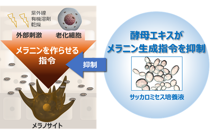 【ファンケル】8月17日 新発売 「マイルドクレンジングオイル＜ブラック＆スムース＞ つめかえ用」