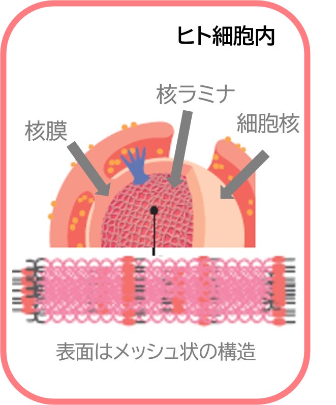 【KYOGOKU PROFESSIONAL】の商品をLineギフトで大切な方にお送りいただけます！人気の商品もご紹介いたします。