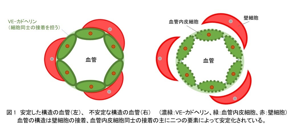 デイリーケアからスペシャルケアまで
本格的エステサロンの効果をご家庭で体感！
一台で7つの機能を搭載した家庭用美顔器
「エックスビューティープロ」新発売