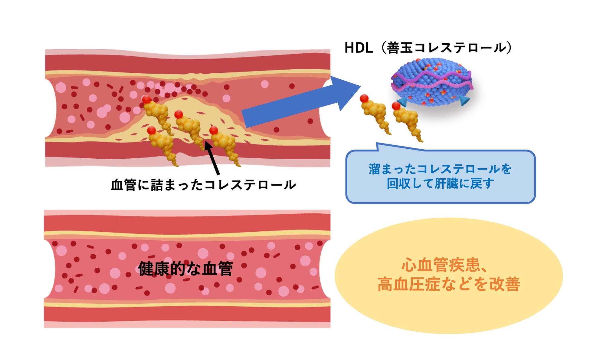 花粉症対策＆予防に！
ロハスの聖地コロラド発のドクターサプリと
南スペインの麗しい天然海水療法を
花粉の季節に向け販売強化！