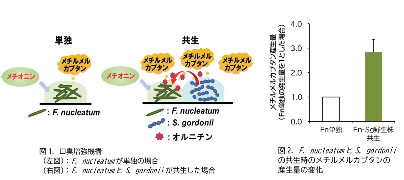 ネスレ ヘルスサイエンスの『機能性表示食品』サプリメント　「Pure Encapsulations GABA （ピュア エンキャプスレーションズ ギャバ）」