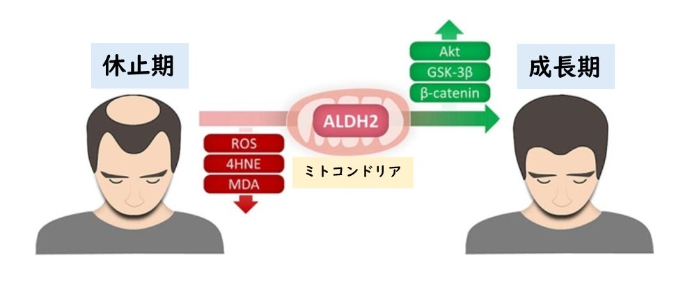 初めて使う人に便利な「リムーバー」や「デンタルコットン』をセットにした歯のマニキュア 『ハニックＤＣビギナーズセット』 新発売