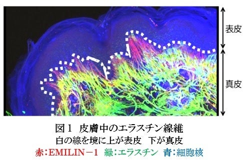 【ファンケル研究情報】エラスチンを構成する重要なタンパク質の産生に表皮と真皮が互いに働きかけていることを発見