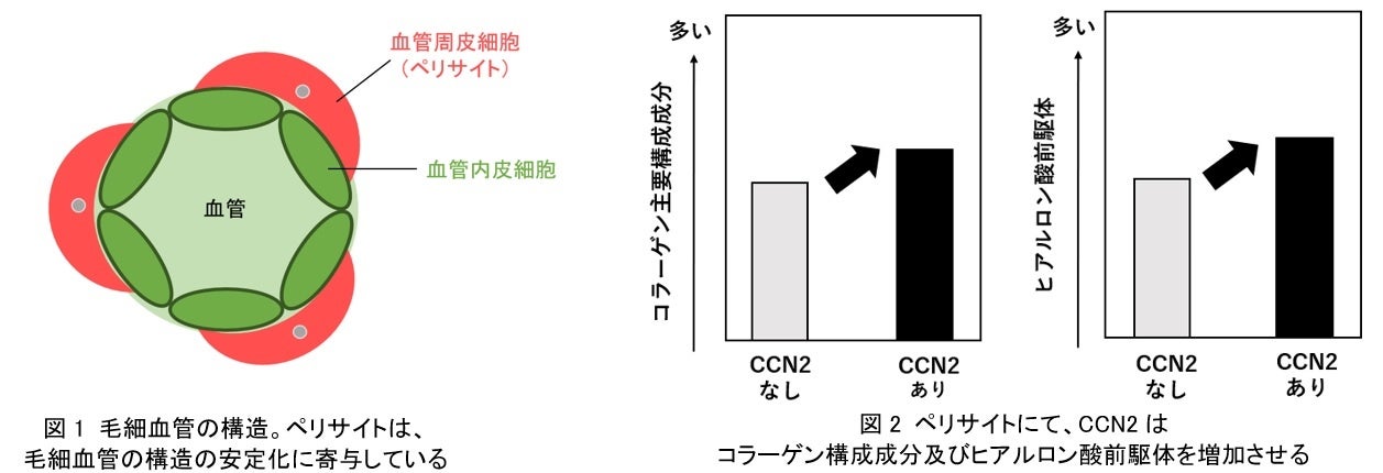 ナチュラルサイエンスを含む共同研究チームによる乳児の早期のスキンケア介入によるアトピー性皮膚炎・食物アレルギーの発症率軽減の研究結果が世界的な論文誌『Allergy』に掲載