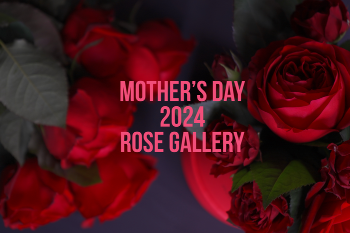 バラで感じる癒しのスペシャルローズギフト　2024年 ROSE GALLERYが提案する母の日ギフト