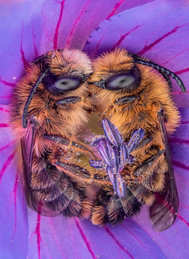 【ゲラン】5月20日「世界ミツバチの日」を祝して、今年もミツバチ保護のために世界的な寄付活動を実施