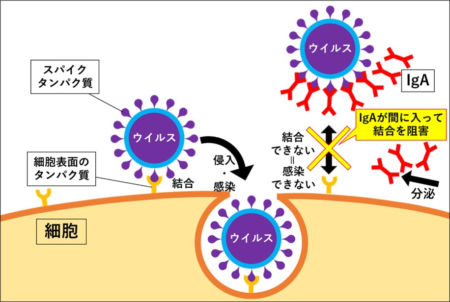 139万回再生された「発酵あんこ」を自宅で。発酵の力を使い砂糖不使用で作る「発酵あんこ」の調理キットを料理家「榎本美沙」が新開発。