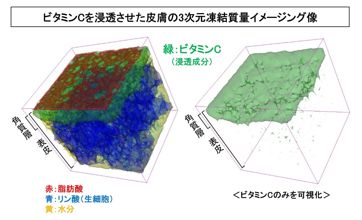 皮膚内部に浸透した成分を生体に近い状態で立体的に可視化する世界初の技術を開発