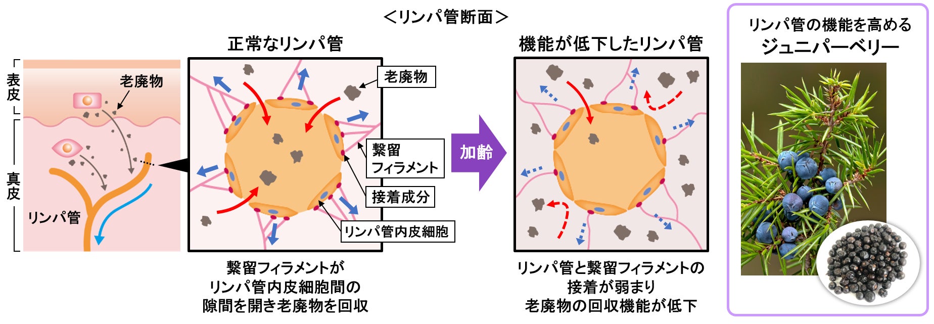 PFOS・PFOA除去だけじゃない！胃腸にいい水を作る「整水器」とは？