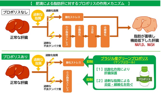 プロポリスが肝臓のメタボと言われる　NAFLD(ナッフルディー)の進行を抑制する可能性　脂肪肝における肝臓の酸化・炎症に対する保護作用とメカニズムを解明