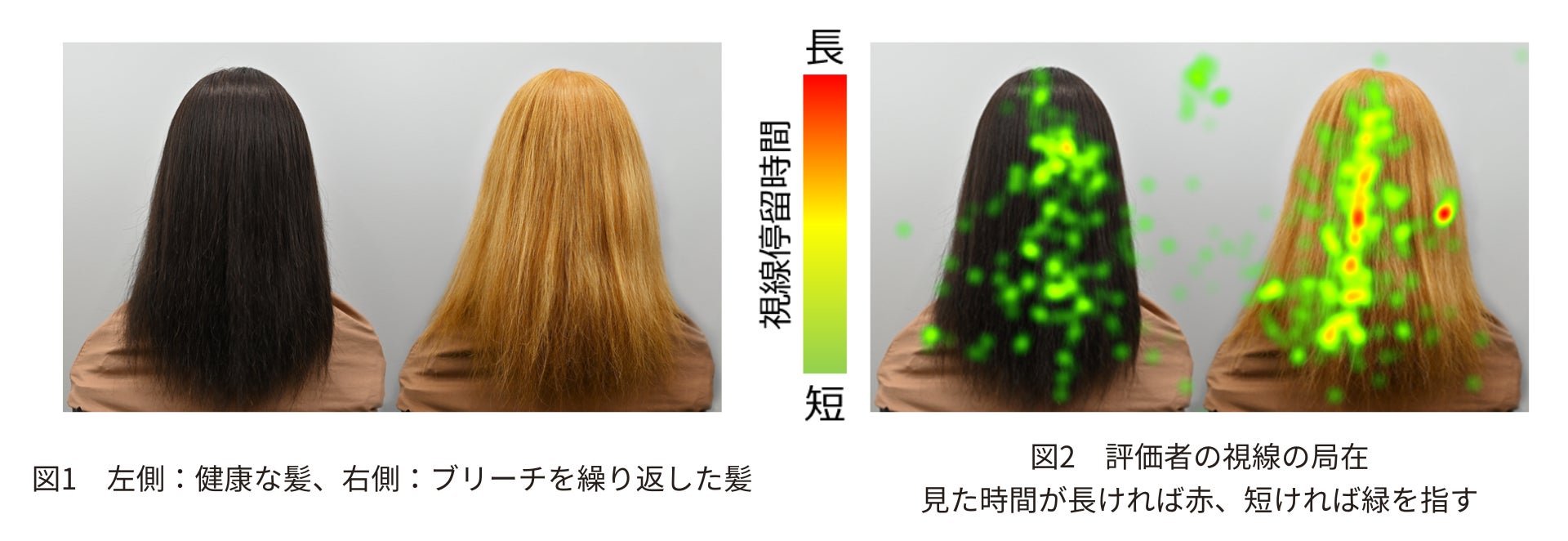 ヘアケア業界初となるアイトラッキング技術を用いた第三者視点での毛髪評価方法の検討