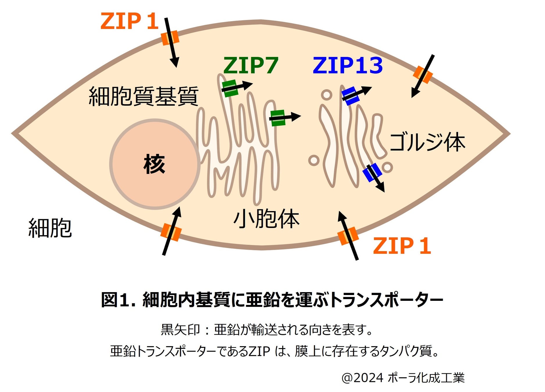 四国産ゆずが香るハンドクリームとバスセットが新発売