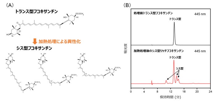 シス型フコキサンチンの高い紫外線遮蔽作用を実証！